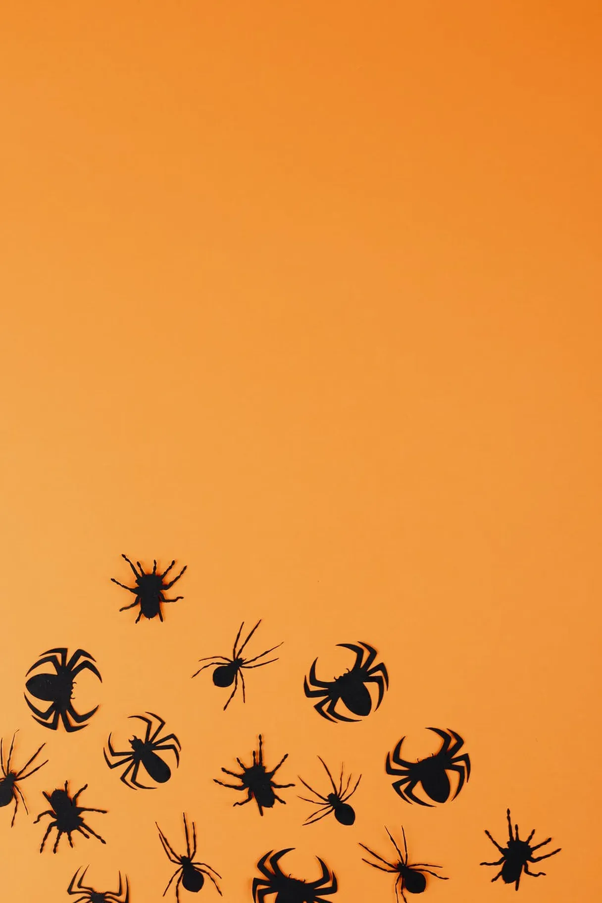 Spider.jpeg